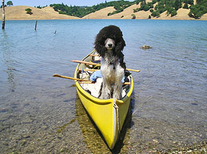 Dog in canoe